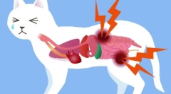 Urolithiáza pri mačke: príznaky a liečba, dôvody, liečba